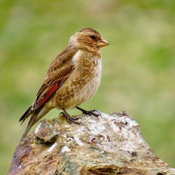 Crimson-winged Finch